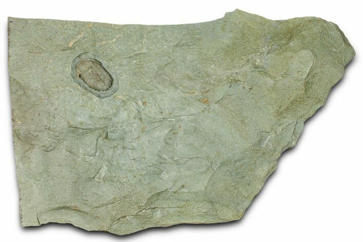 Lower Cambrian Bondonella Trilobite - Issafen, Morocco #381189